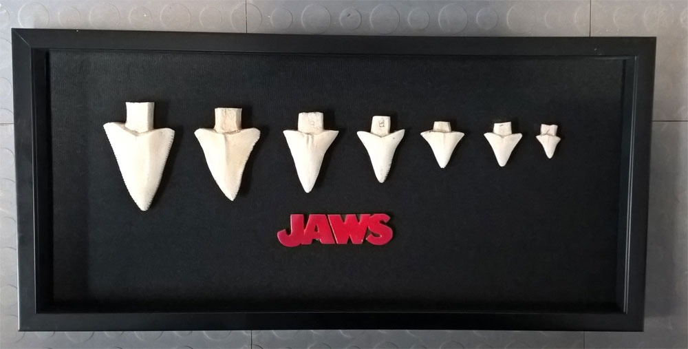 jaws 7 shark tooth display