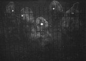 Escape Into Night (1972) 2-Disc DVD Peter Cushing