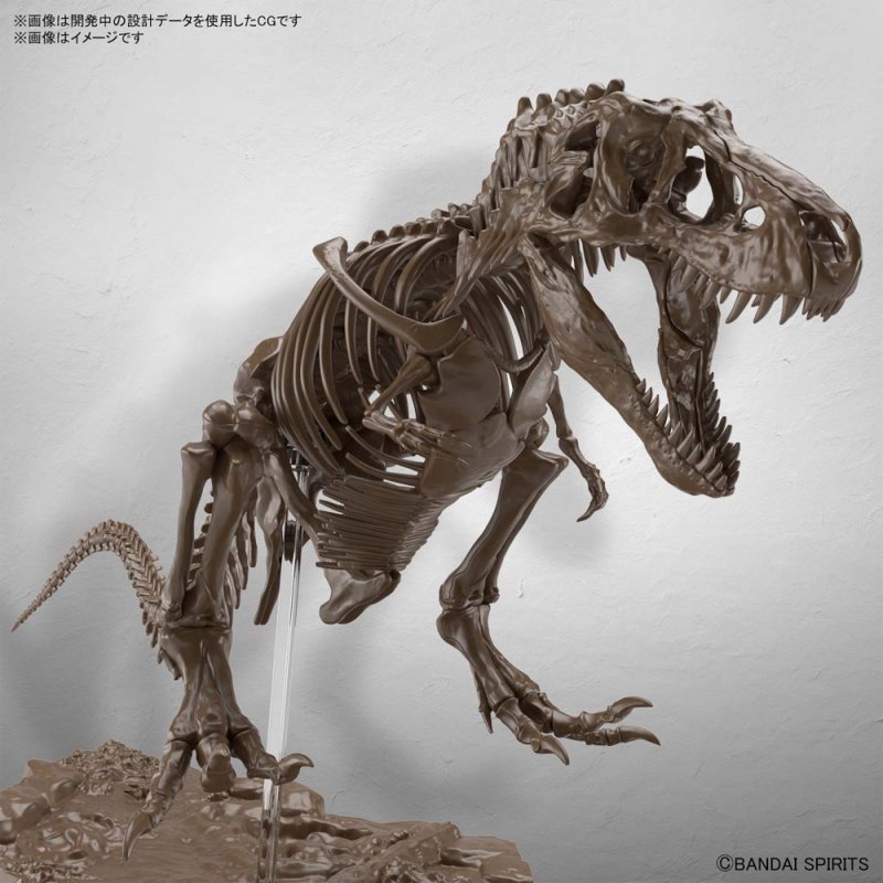 T-Rex Tyrannosaurus Dinosaur Skeleton 1/32 Scale Model Kit by Bandai Japan - Click Image to Close