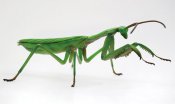 Giant Praying Mantis Japanese Model Kit by Fujima