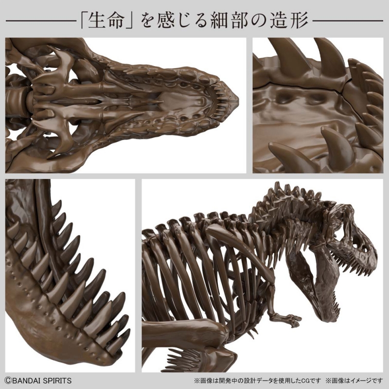 T-Rex Tyrannosaurus Dinosaur Skeleton 1/32 Scale Model Kit by Bandai Japan - Click Image to Close