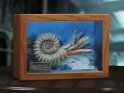 Nautilus Wonders of the Wild Series Miniature Frame w/ 1:1 Scale Replica (Normal Ver.)