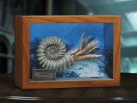 Nautilus Wonders of the Wild Series Miniature Frame w/ 1:1 Scale Replica (Normal Ver.)