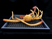 Alien Damaged Facehugger Wall Hanger 1/1 Scale Replica Art Piece