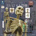 Human Skeleton Natural History Modeling Club Ichi 6 Inch Figure 4 Piece Set Reissue