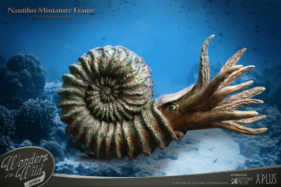 Nautilus Wonders of the Wild Series Miniature Frame w/ 1:1 Scale Replica (Normal Ver.) - Click Image to Close