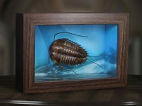 Trilobites Wonders of the Wild Series Miniature Frame w/ 1:1 Scale Replica (Normal Ver.)