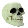 Glow In The Dark 1/2 Scale Skull