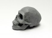 Human Skull 1/4 Scale 2.5 Inch Model Kit for Customizing
