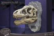 T-Rex Head Skull Scaled Replica Statue By Star Ace