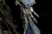 Blind Dead Templar Knight 1/6 Scale Model Kit