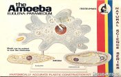 Amoeba, Euglena & Paramecium Lindberg Re-Issue Model Kit by Atlantis