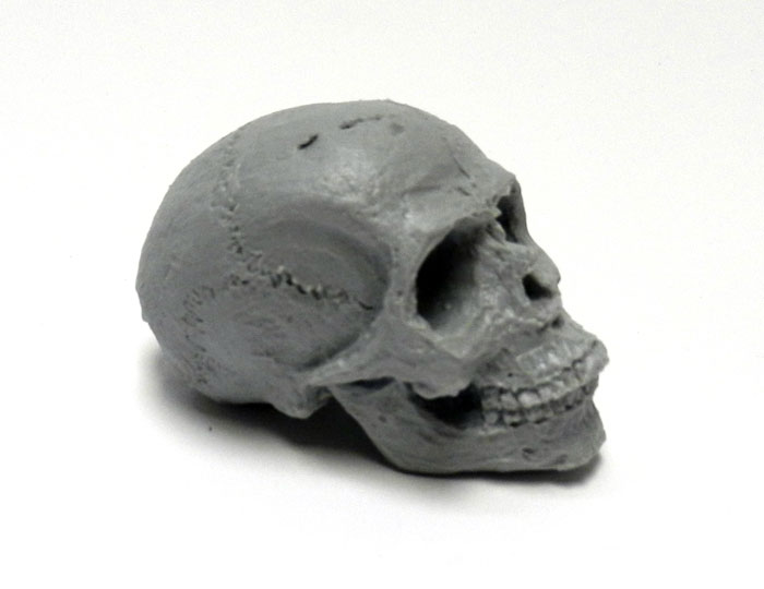 Human Skull 1/4 Scale 2.5 Inch Model Kit for Customizing - Click Image to Close