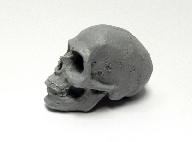 Human Skull 1/4 Scale 2.5 Inch Model Kit for Customizing - Click Image to Close