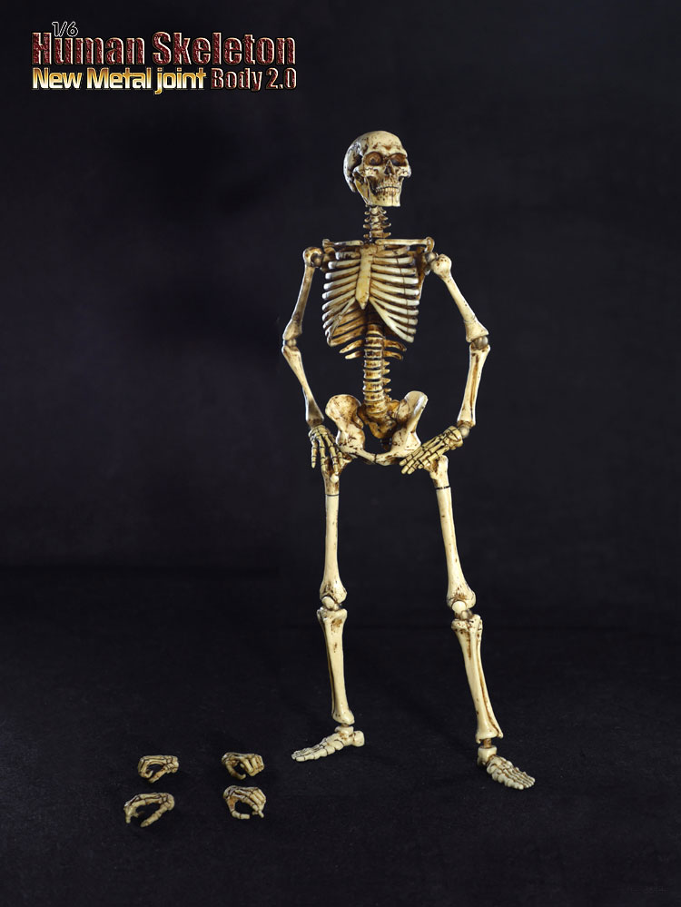 movable skeleton model online