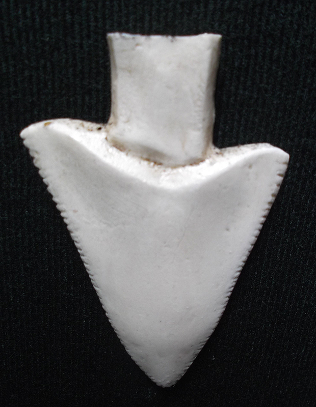 jaws 7 shark tooth display